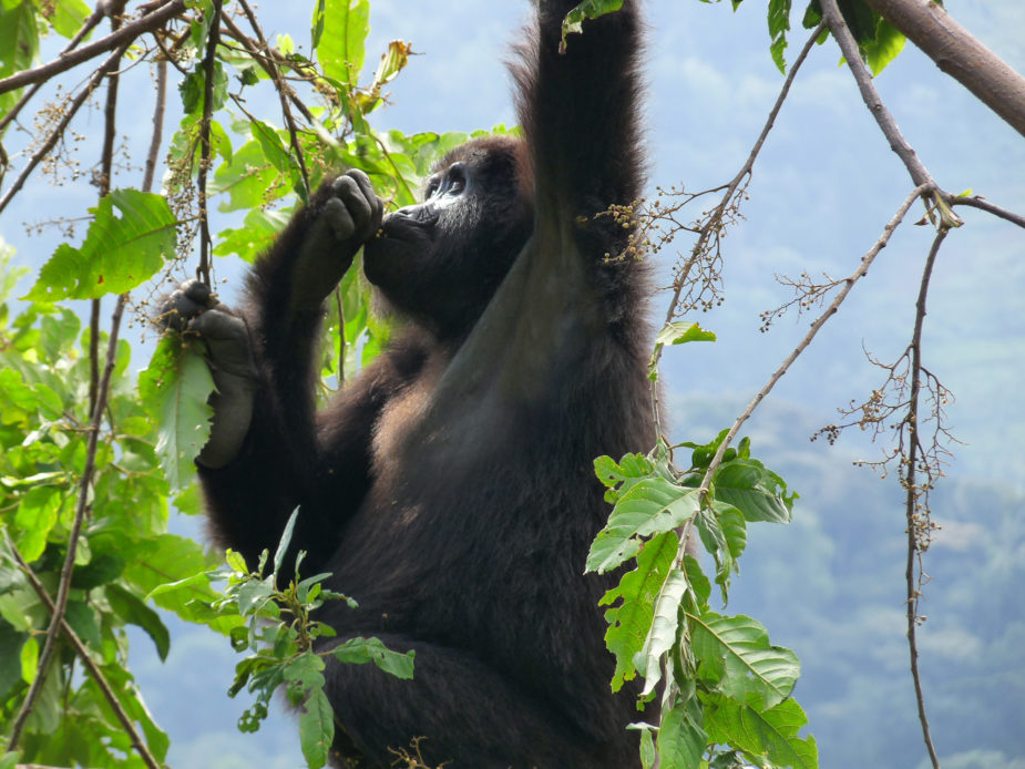 uganda gorilas travel story