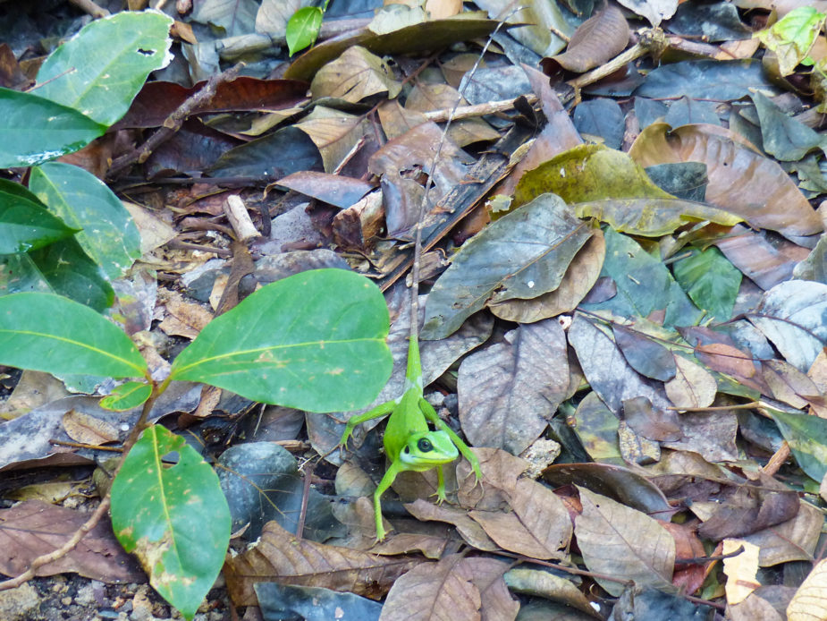 travel story ana bawah