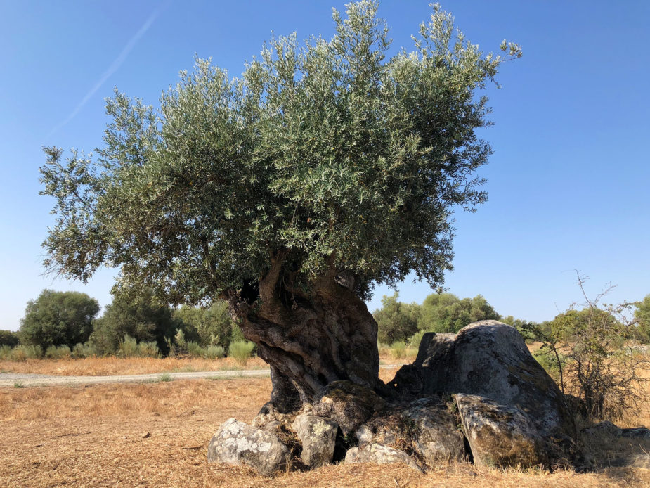 ana travel story alentejo