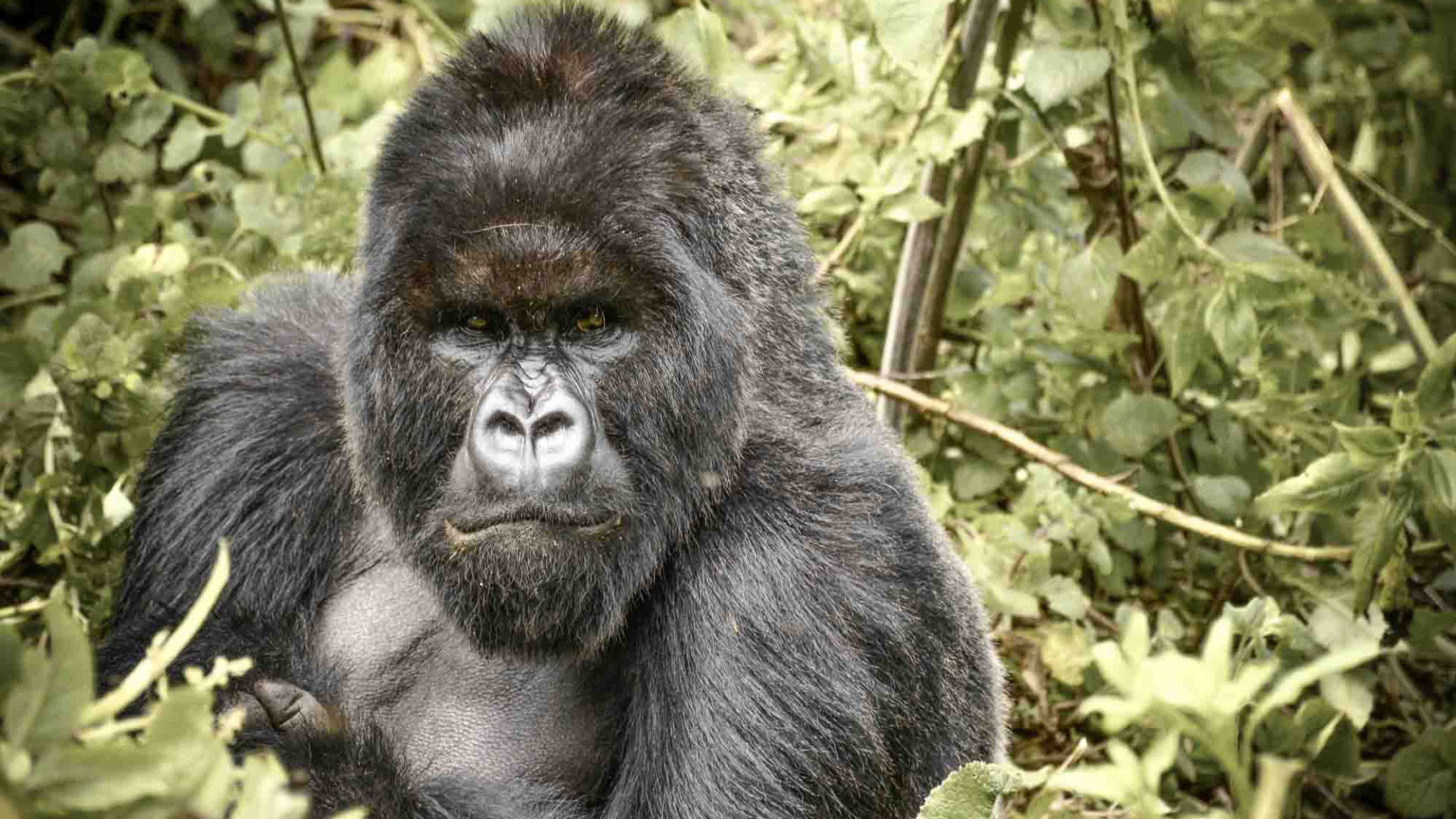 sabyinyo silverback lodge