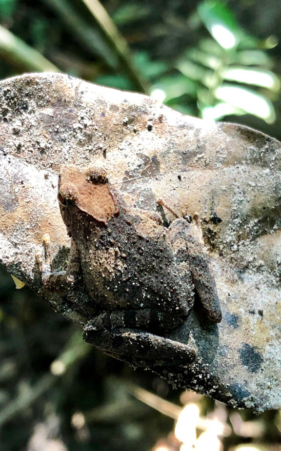 javi travel story congo