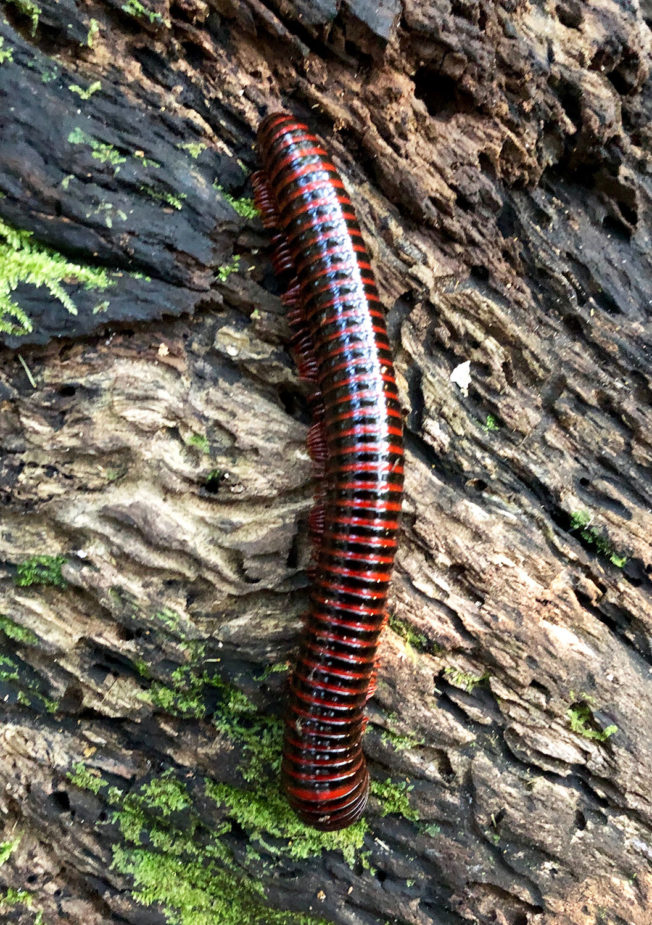 javi travel story congo