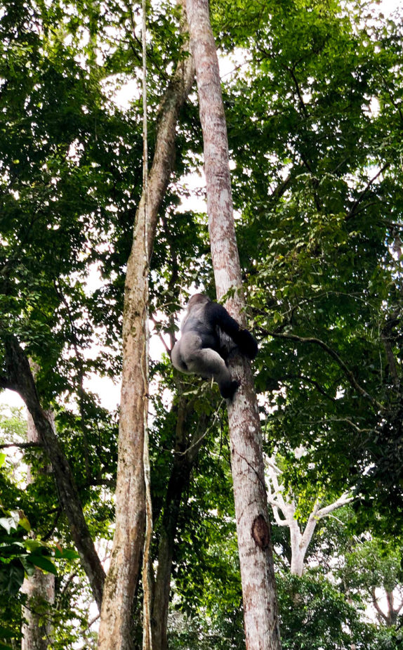 javi travel story congo