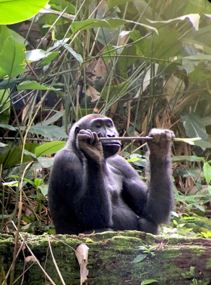 javi travel story congo