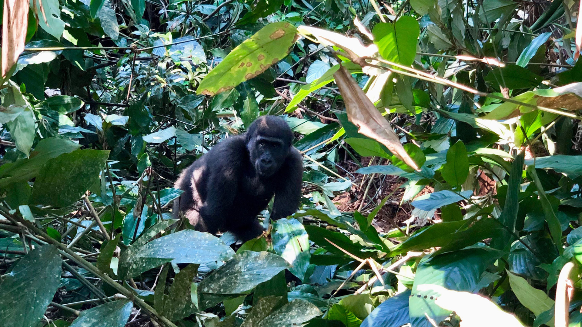 javi travel story congo