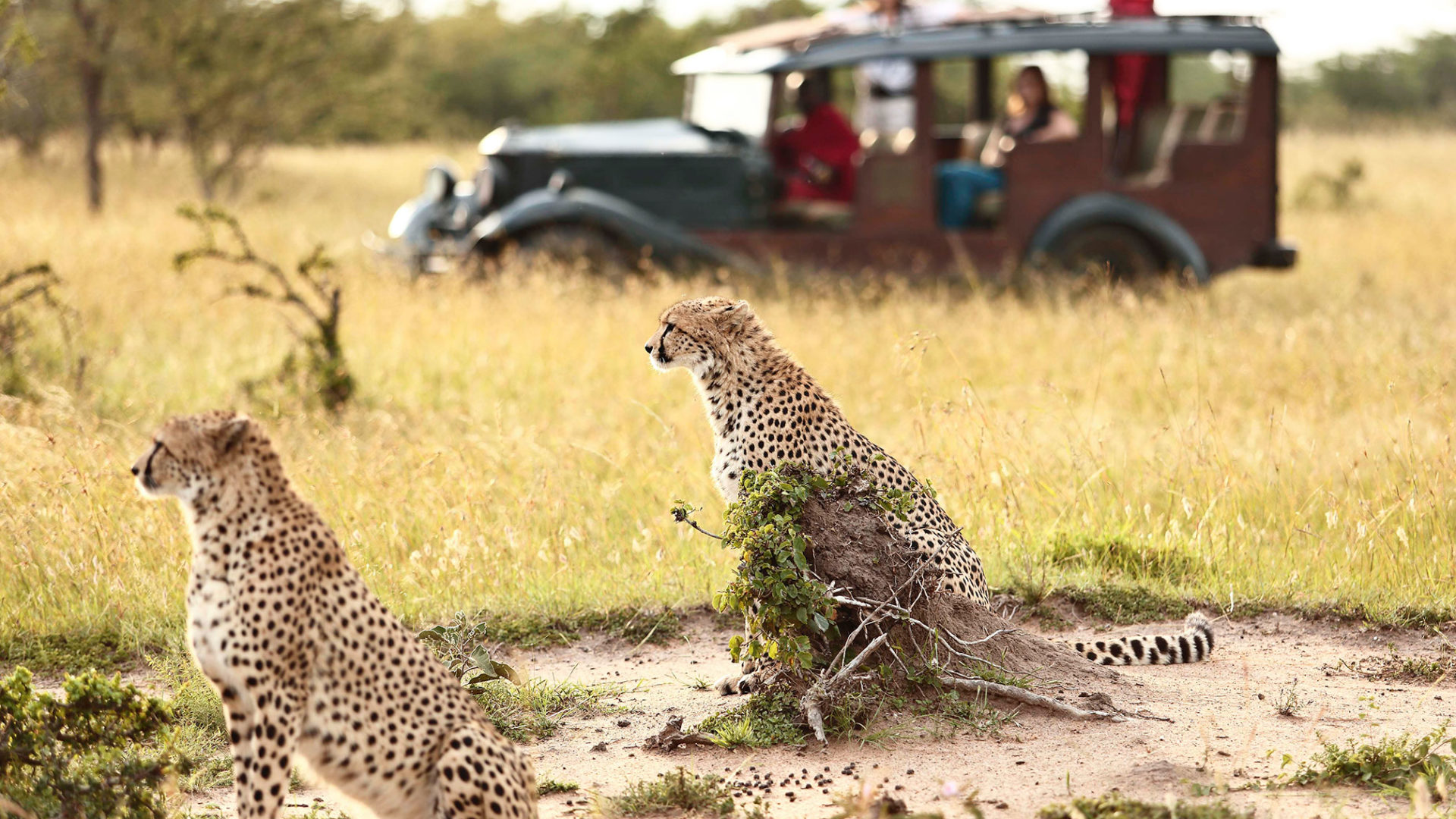 cottar's 1920s safari camp