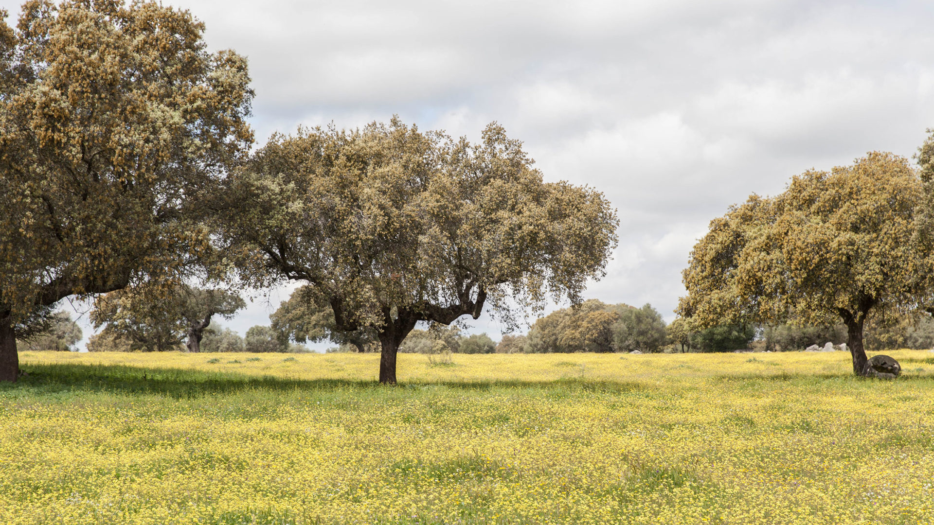são lourenço do barrocal