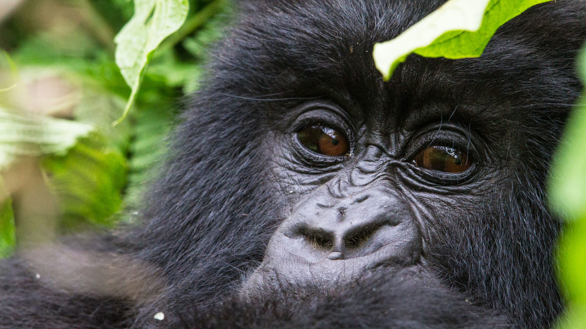 Experiencia de gorilas en Ruanda