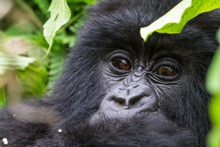 Gorilla experience in Rwanda