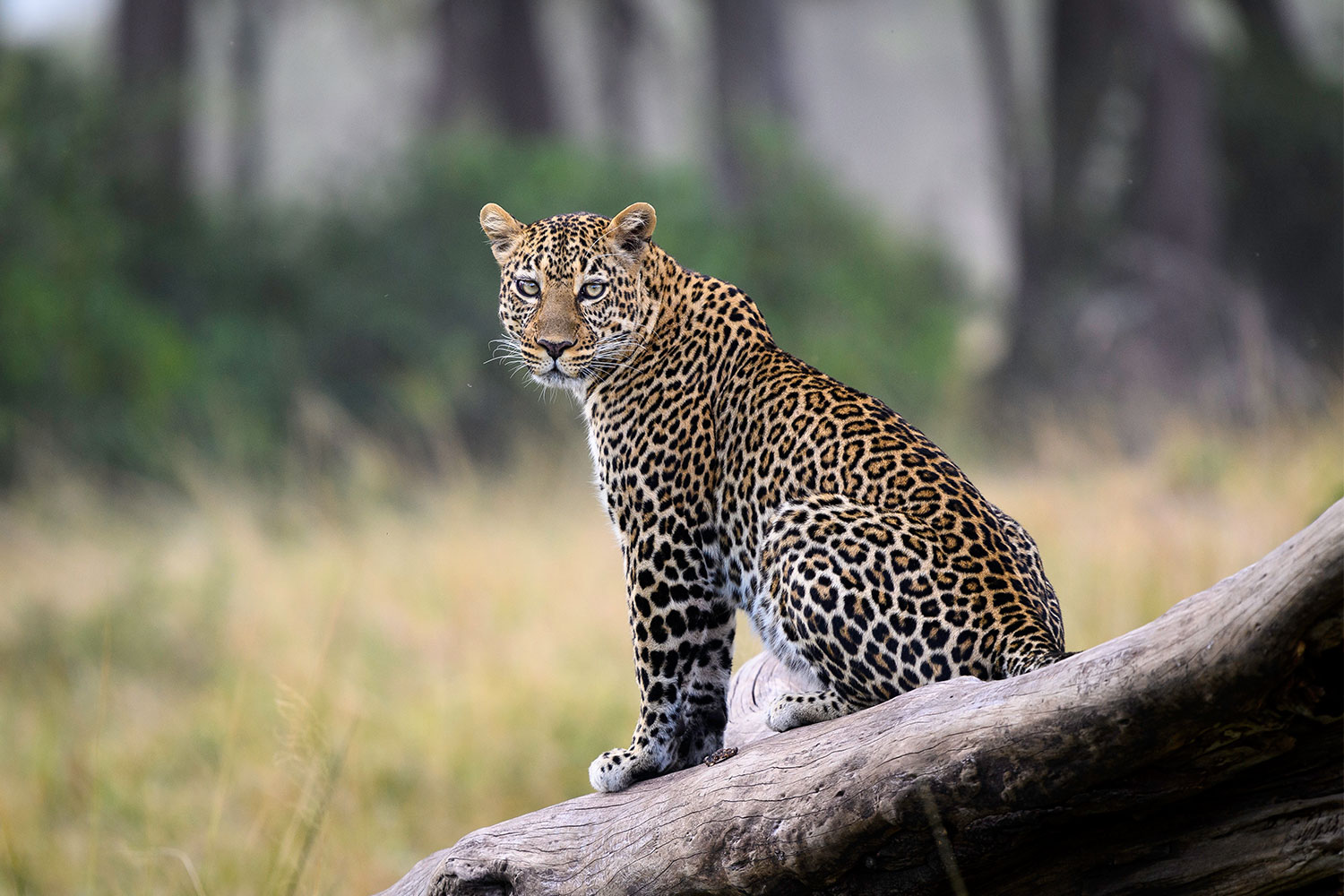 Bru&Bru Viajes exclusivos Kenia