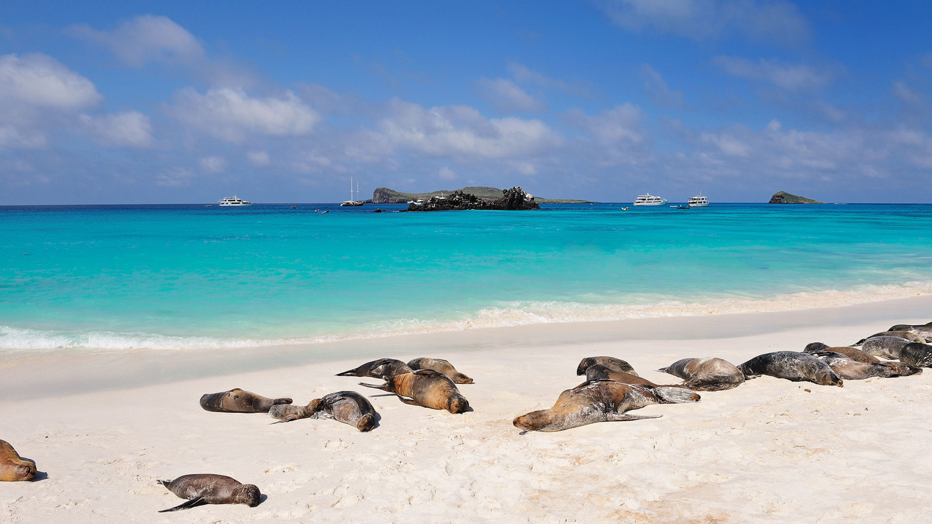 Discovering the Galapagos