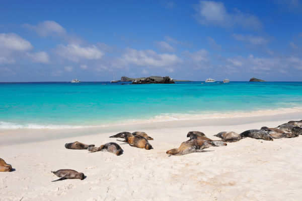 galapagos