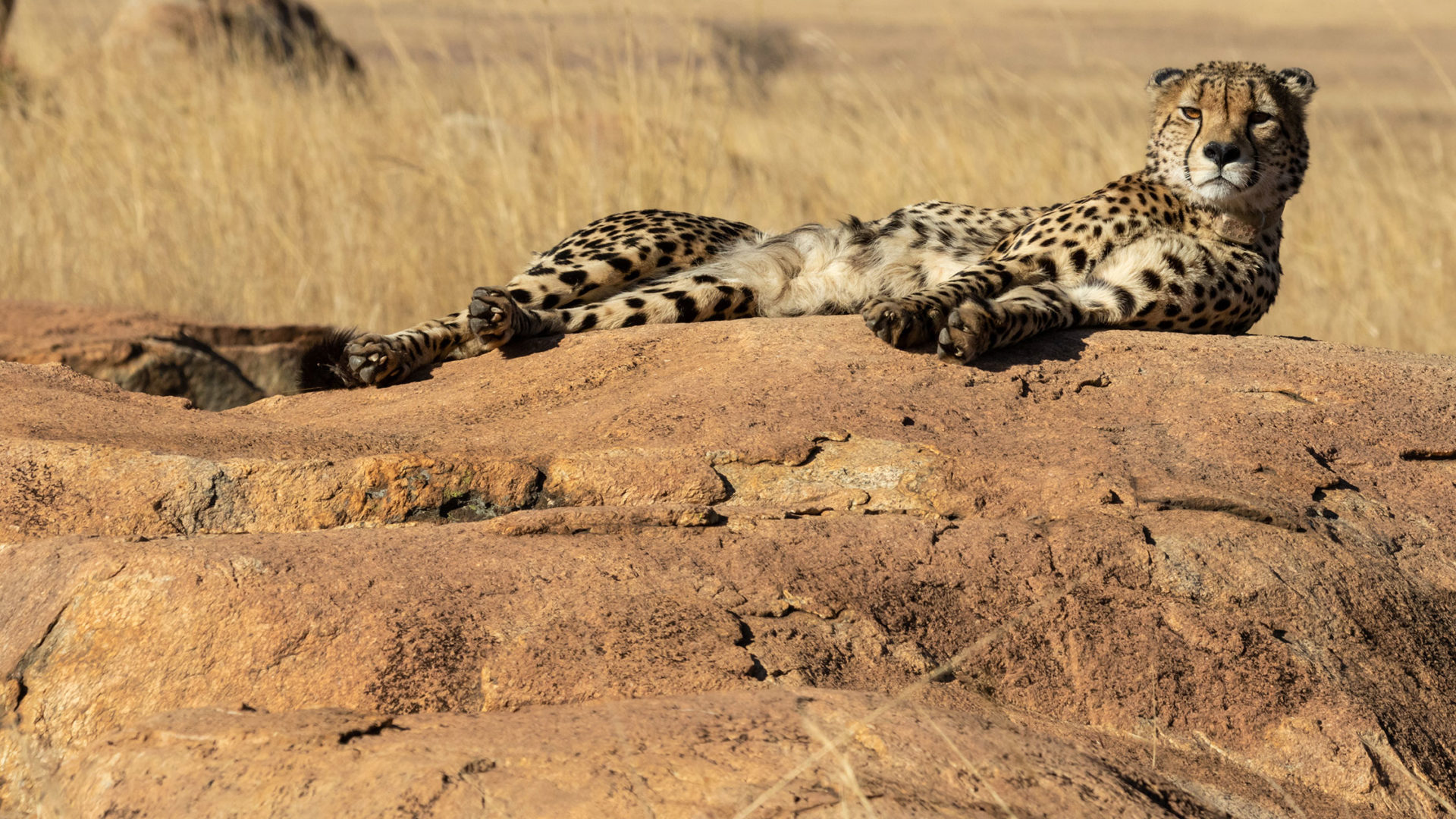 Experiencias sudafricanas