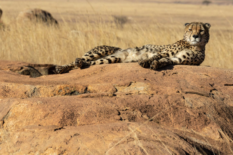 South African experiences