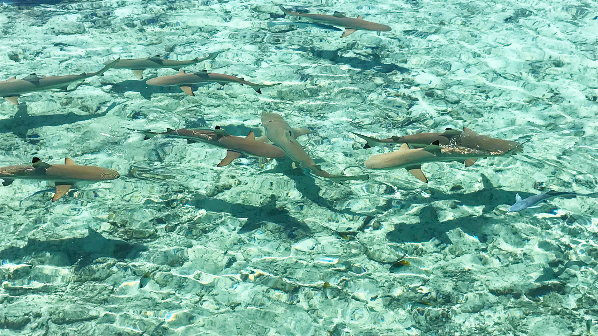 carol travel story polynesia