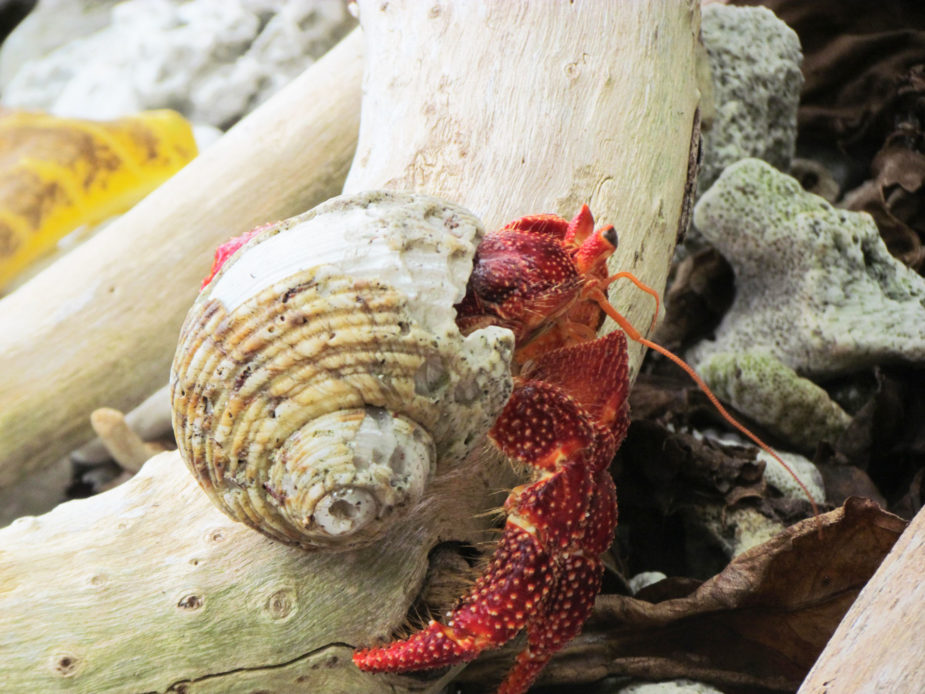 carol travel story polynesia