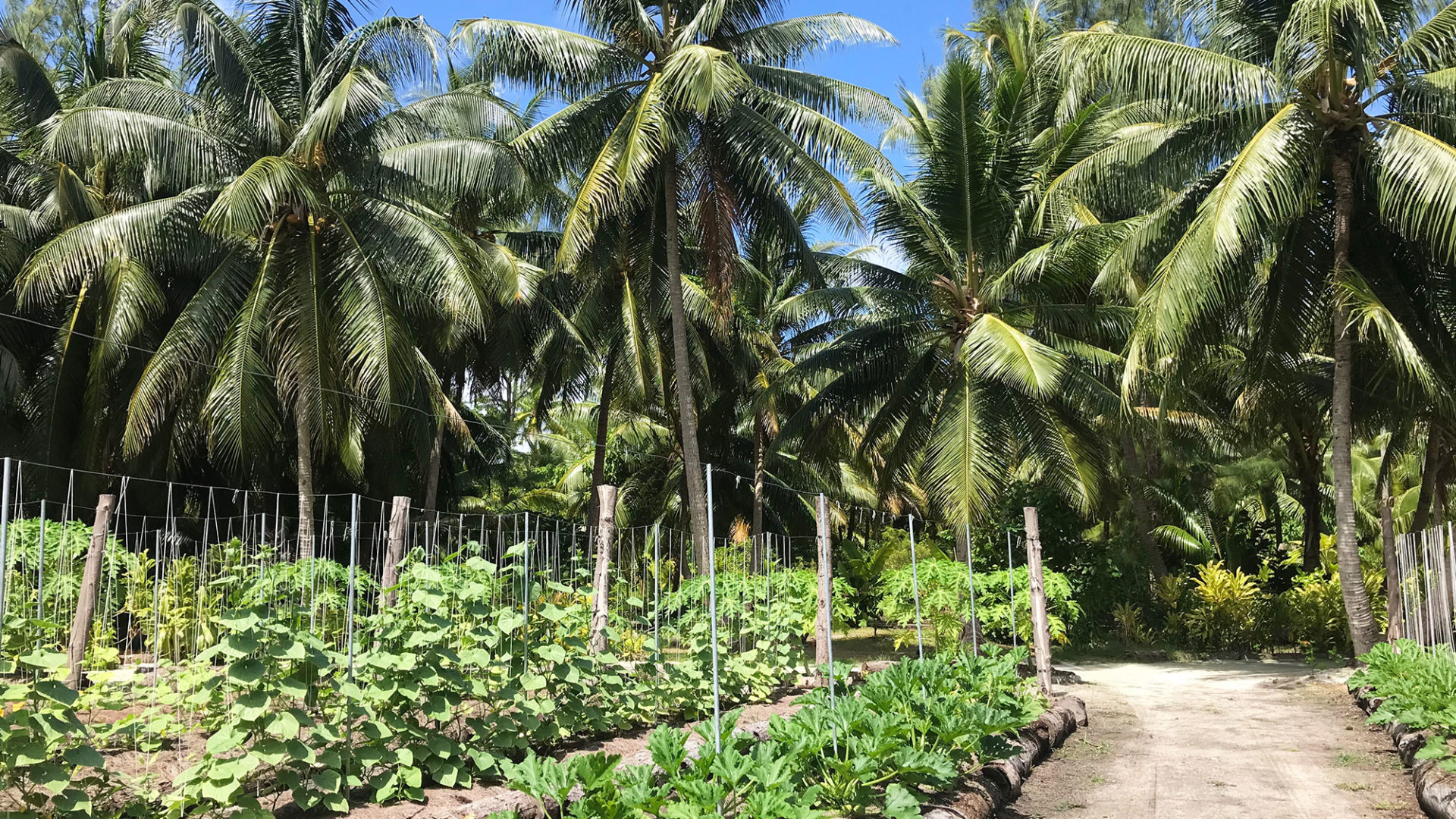 carol travel story polynesia