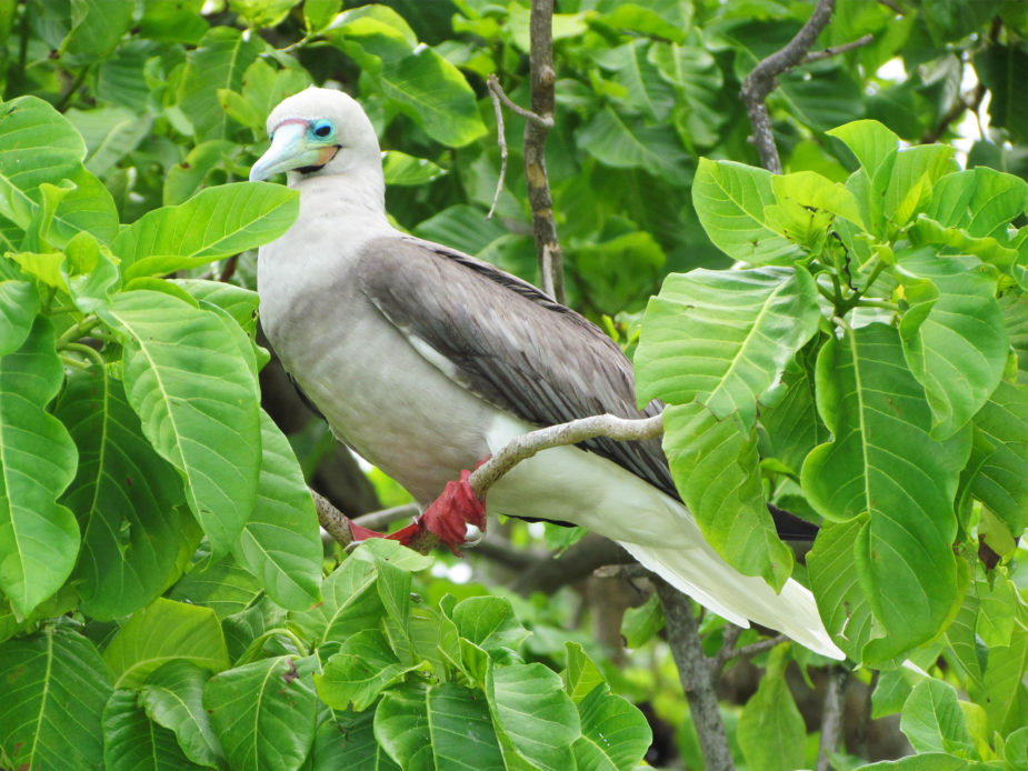 carol travel story polynesia