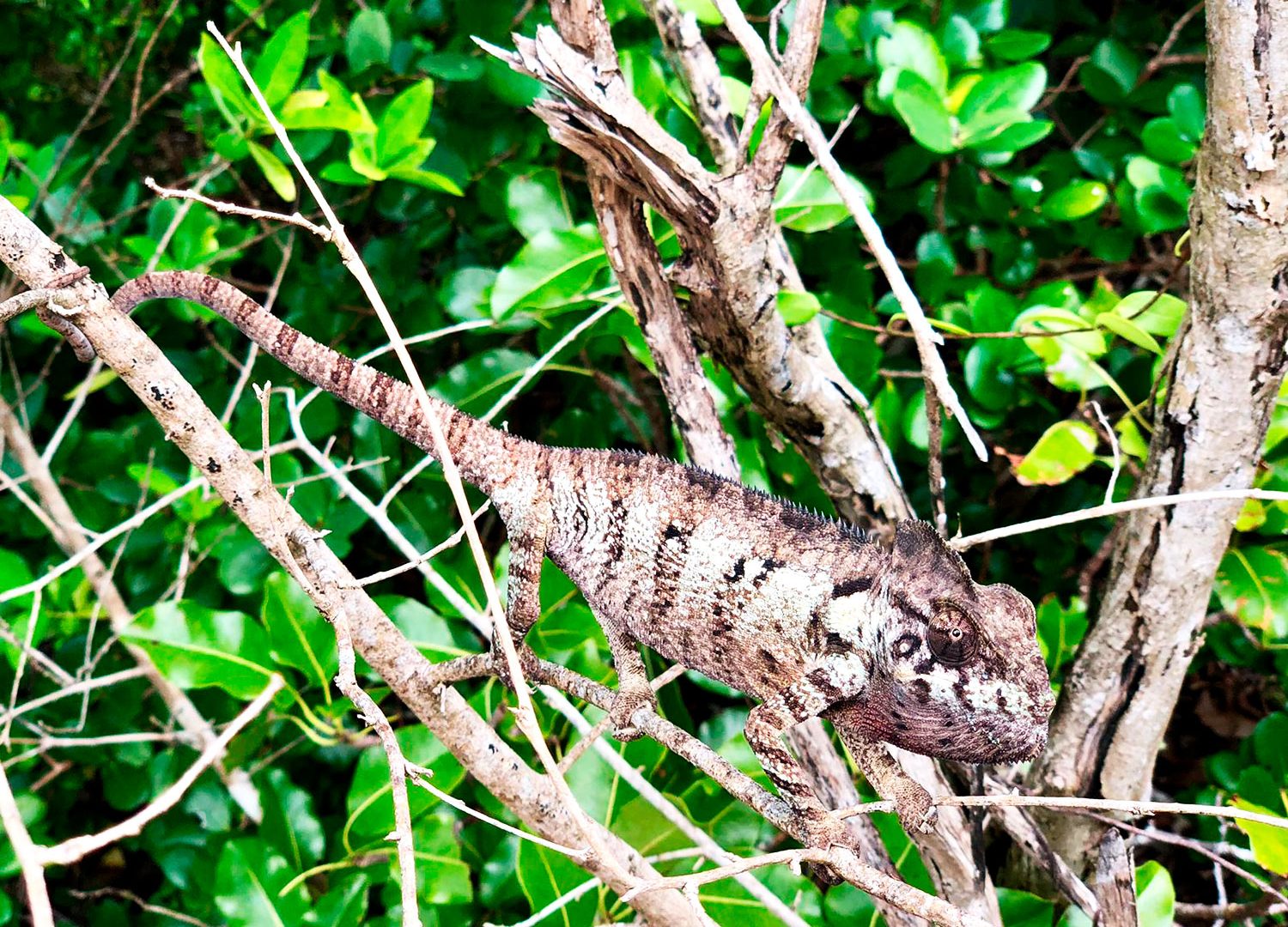 Madagascar: the treasure of the Indian Ocean