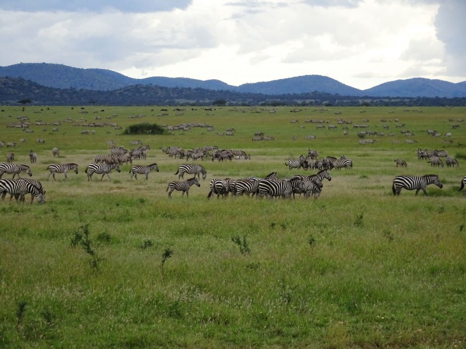 Las llanuras del Serengeti & Mnemba Private Island