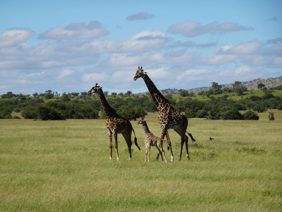 Las llanuras del Serengeti & Mnemba Private Island