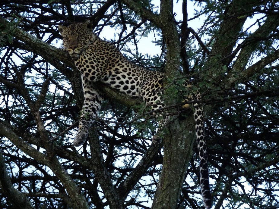 Las llanuras del Serengeti & Mnemba Private Island