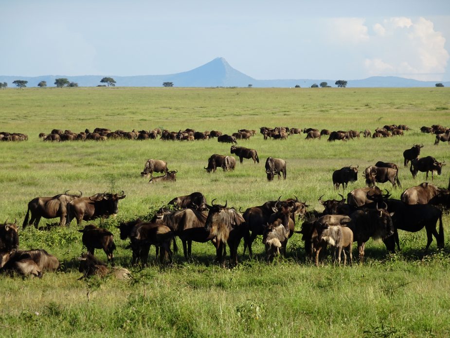 Las llanuras del Serengeti & Mnemba Private Island