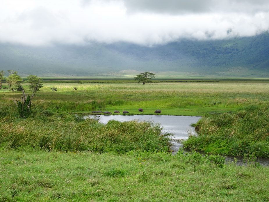 Las llanuras del Serengeti & Mnemba Private Island