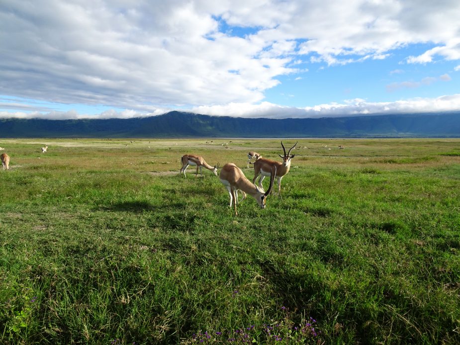 Las llanuras del Serengeti & Mnemba Private Island