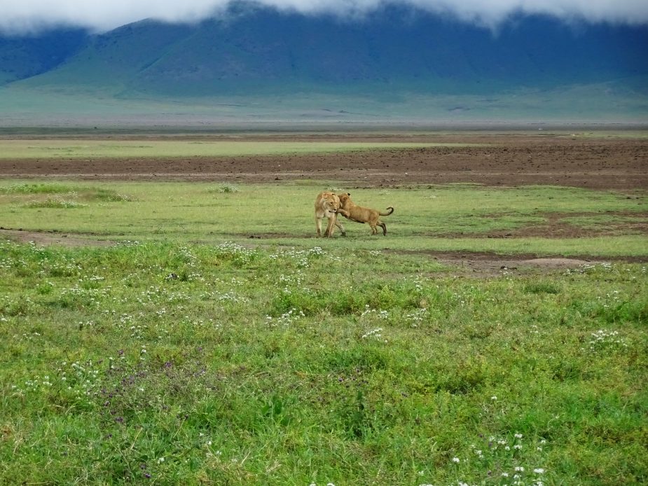 Las llanuras del Serengeti & Mnemba Private Island