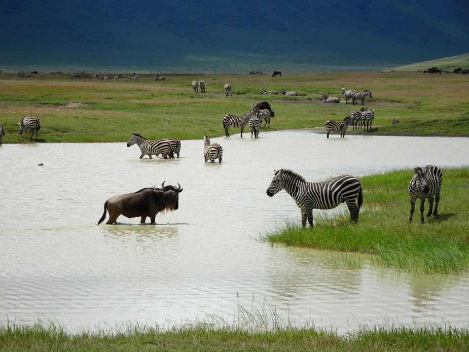 Las llanuras del Serengeti & Mnemba Private Island