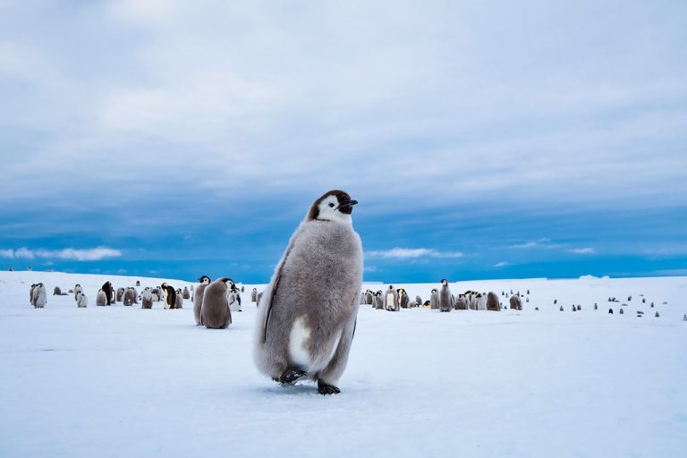 Antarctica: Early Emperors