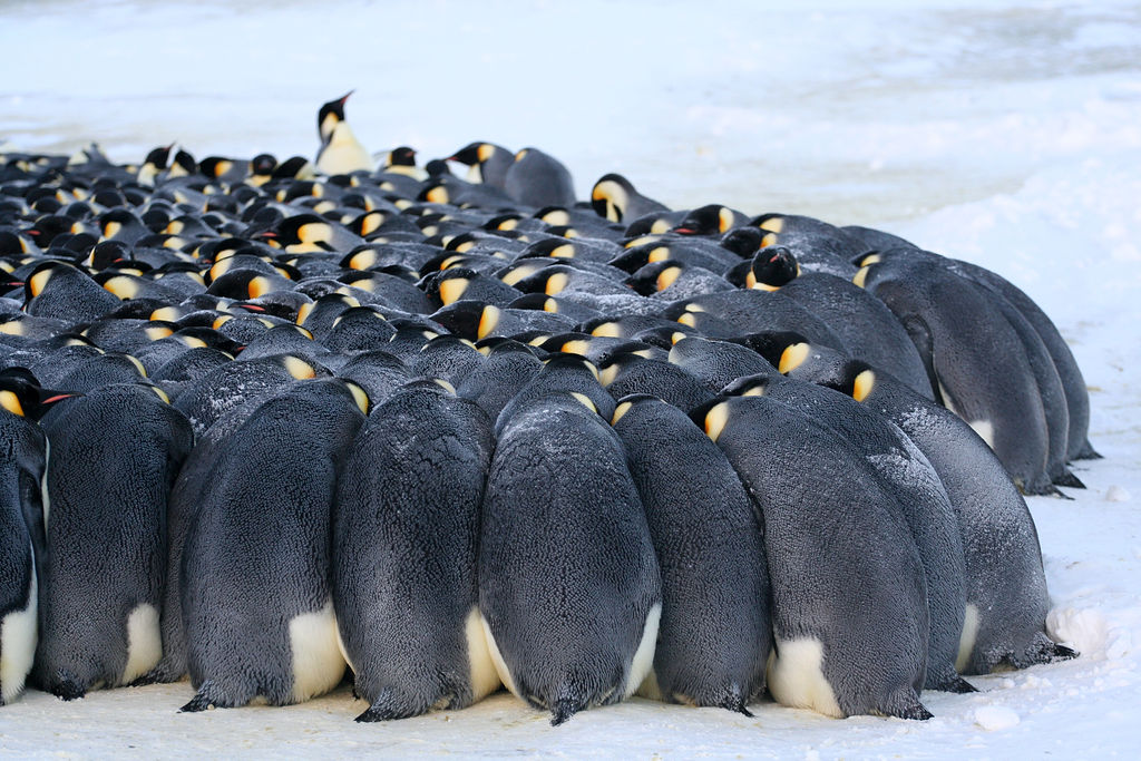 Antarctica: Early Emperors