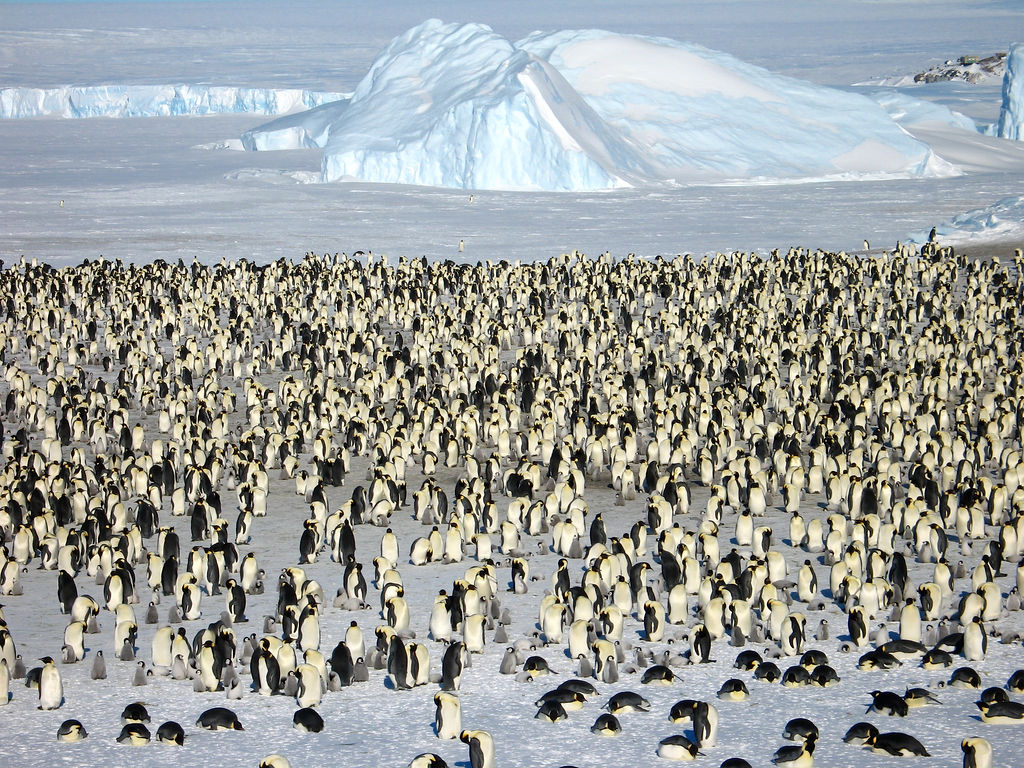 Antarctica: Early Emperors