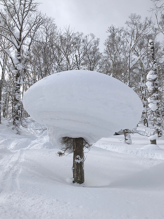 Japón: esquí para todos