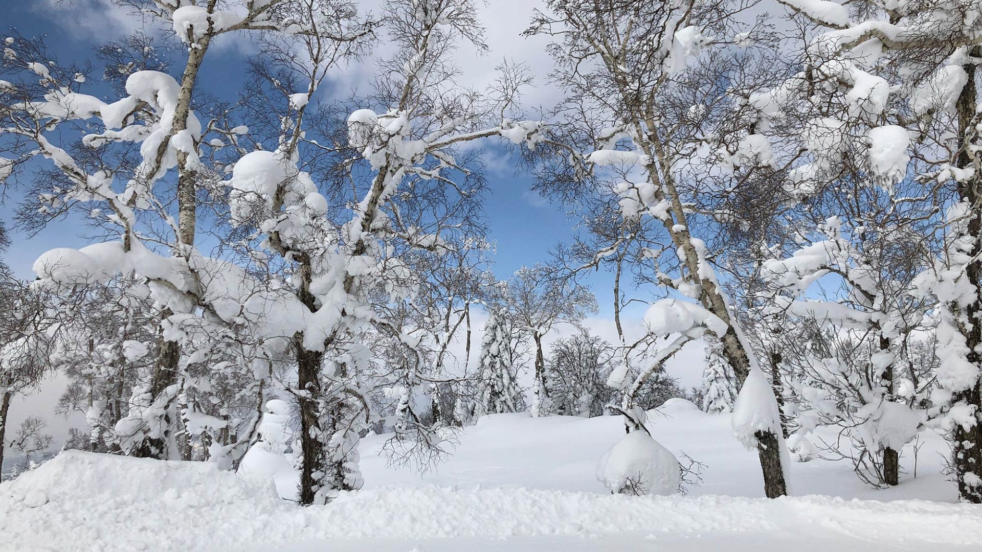 Japanese Trees covered with snow