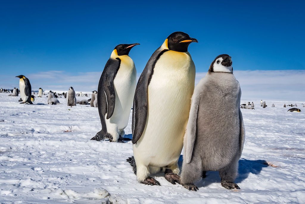 Antarctica: Early Emperors