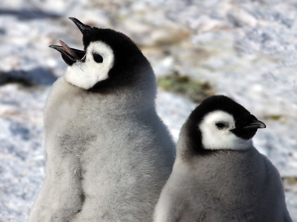 Antarctica: Early Emperors