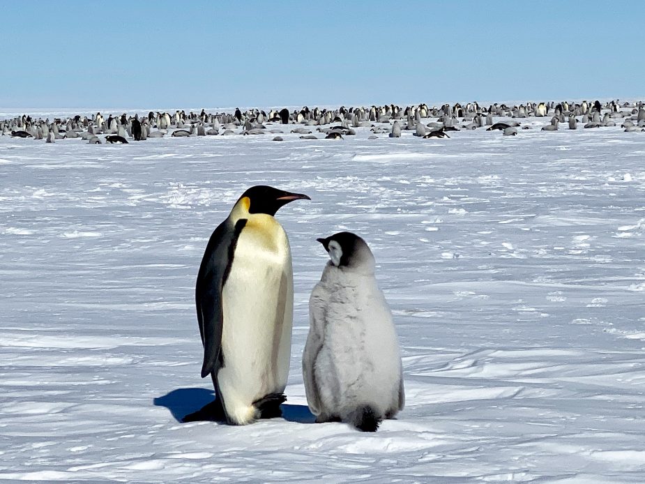 Antártida y Polo Sur: una experiencia de otro planeta