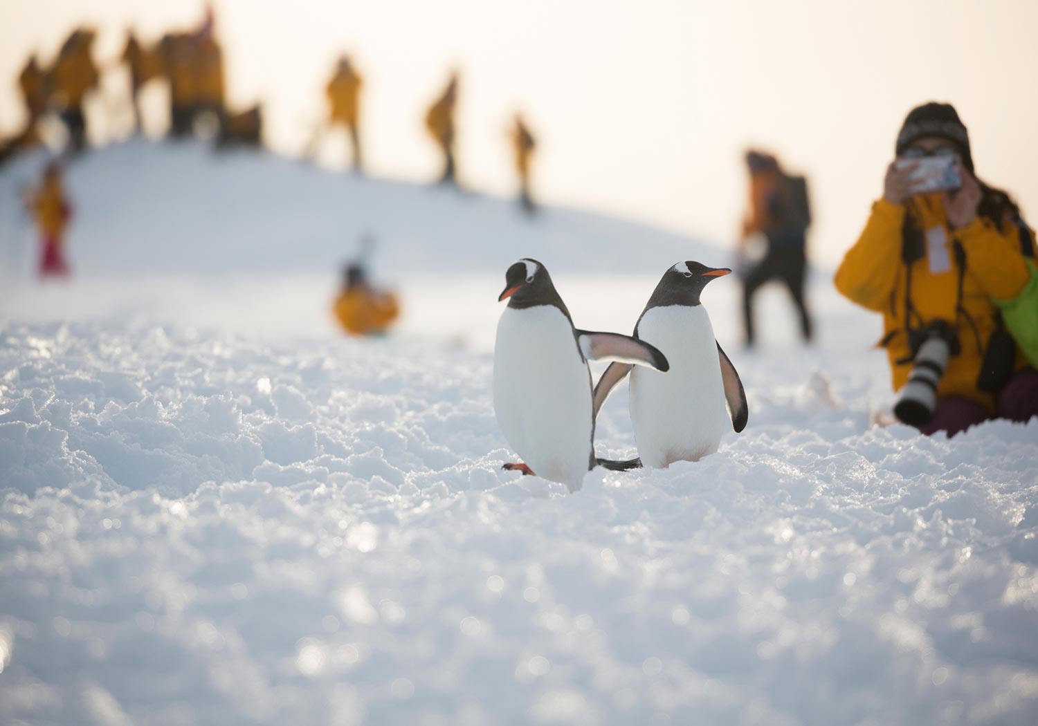 Bru & Bru agencia de viajes exclusivos Quark Expeditions al Ártico y Antártida, Crucero Ultramarine, Spitsbergen, naturaleza salvaje, pingüinos