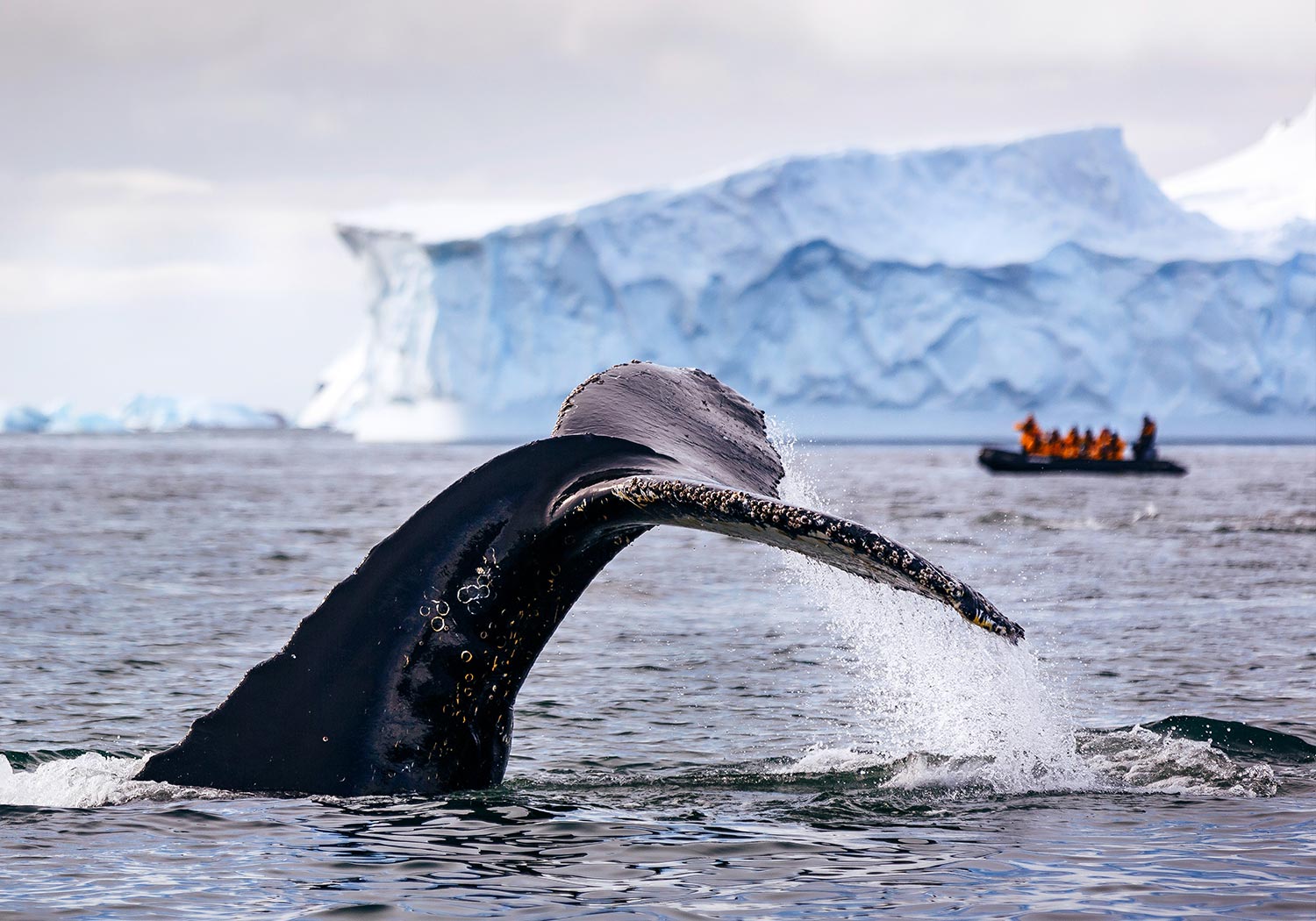 Bru & Bru agencia de viajes exclusivos Quark Expeditions al Ártico y Antártida, Crucero Ultramarine, Spitsbergen, naturaleza salvaje, ballena