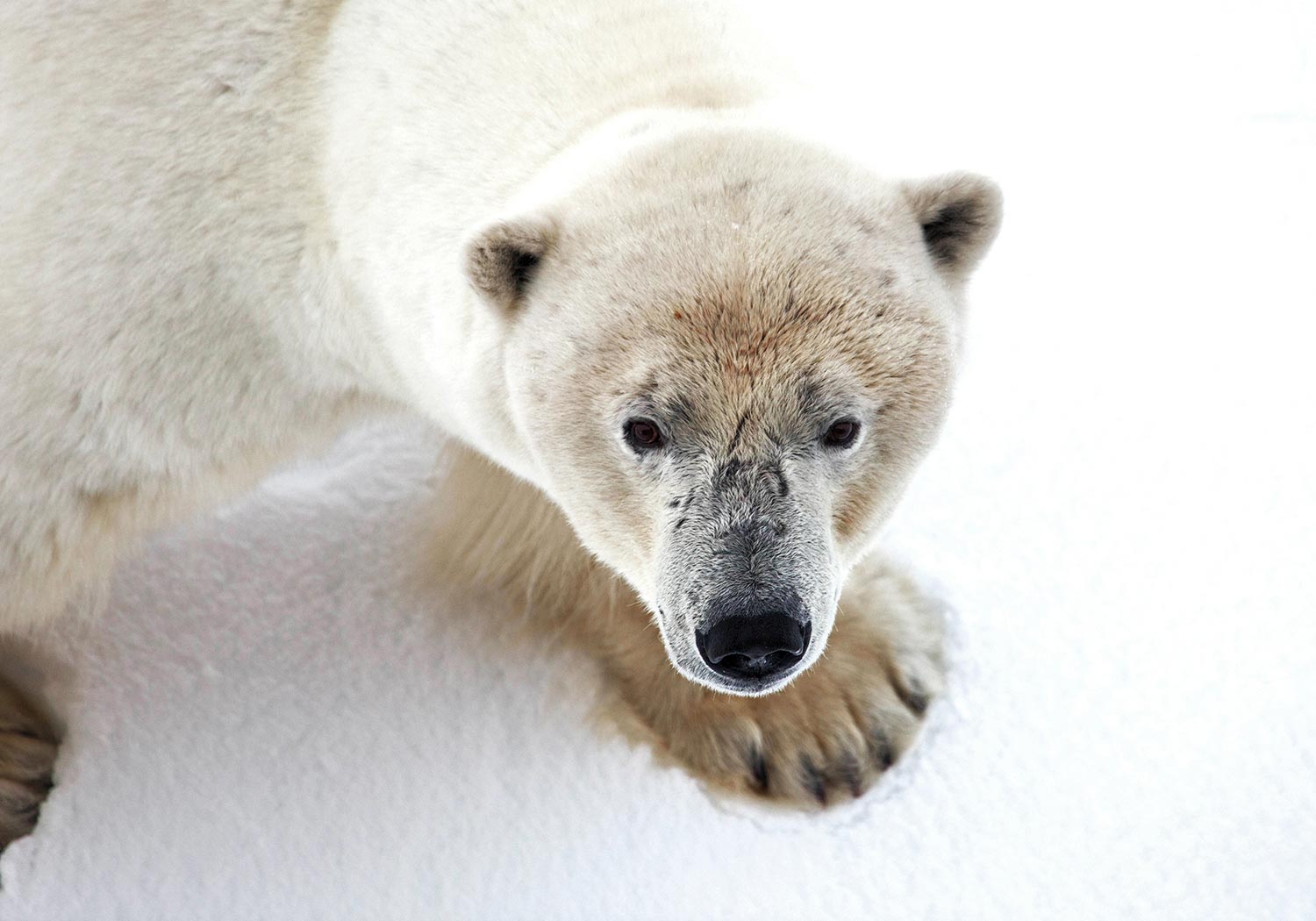 Bru & Bru agencia de viajes exclusivos Quark Expeditions al Ártico y Antártida, Crucero Ultramarine, Spitsbergen, naturaleza salvaje, oso polar