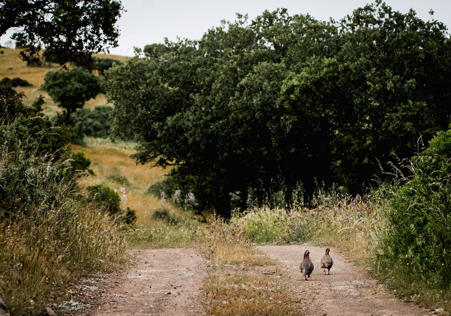 Bru & Bru, Agencia de viajes exclusivos: La Nava del Barranco. Safari en Ciudad Real, Centro de España