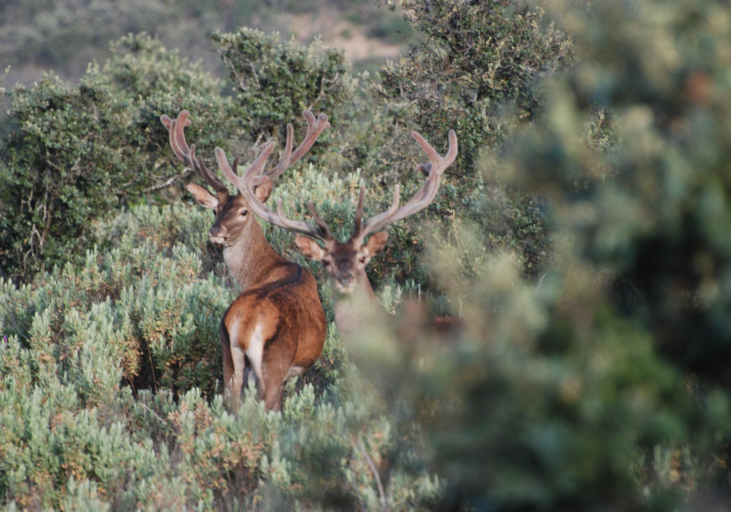 Bru & Bru, Agencia de viajes exclusivos: La Nava del Barranco. Safari en Ciudad Real, Centro de España