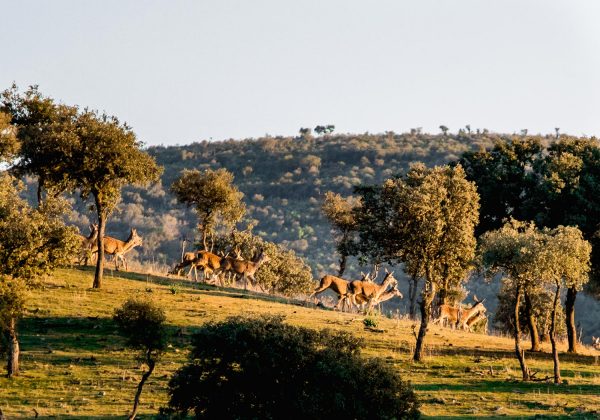 Bru & Bru, Agencia de viajes exclusivos: La Nava del Barranco. Safari en Ciudad Real, Centro de España