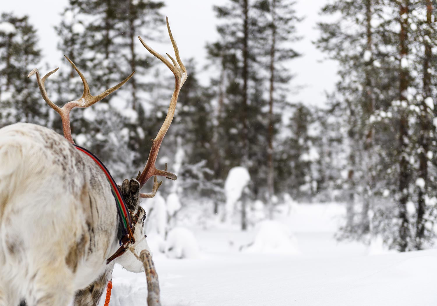 Bru & Bru agencia de viajes exclusiva. Jávri Lodge en Finlandia