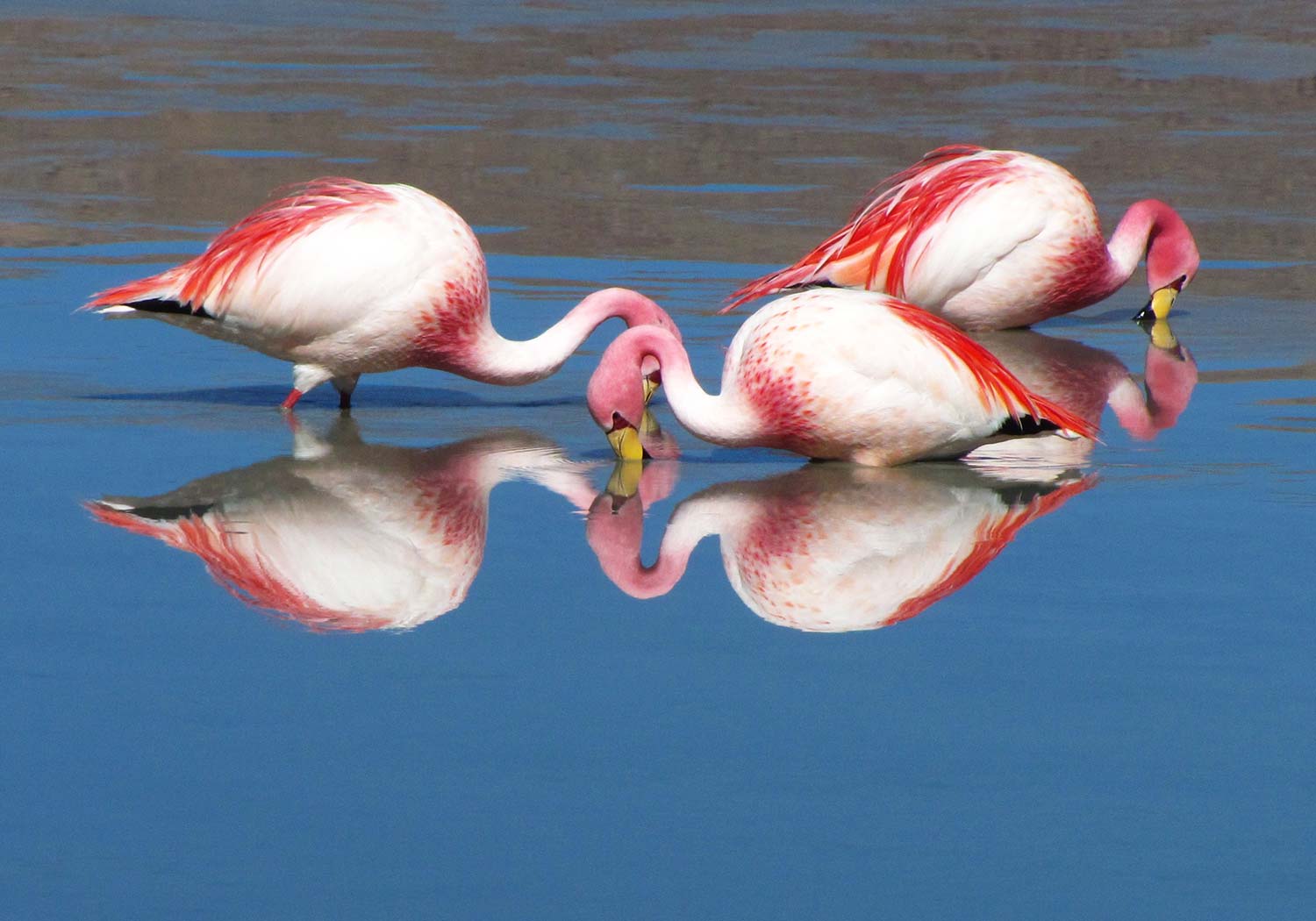 BRU & BRU - Exclusive Travel Designer - Chile-Bolivia - Travesia Explora Uyuni