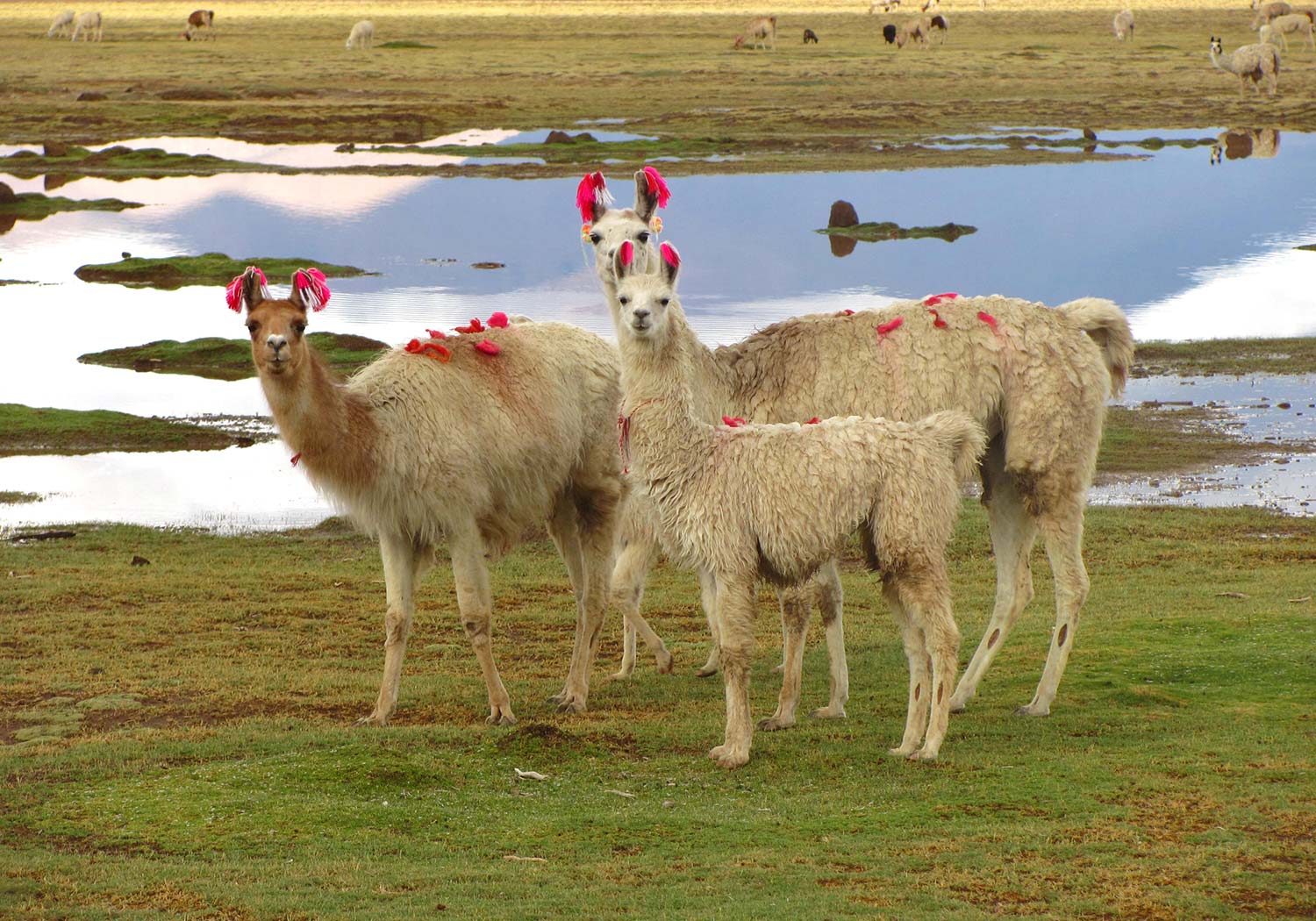 BRU & BRU - Exclusive Travel Designer - Chile-Bolivia - Travesia Explora Uyuni