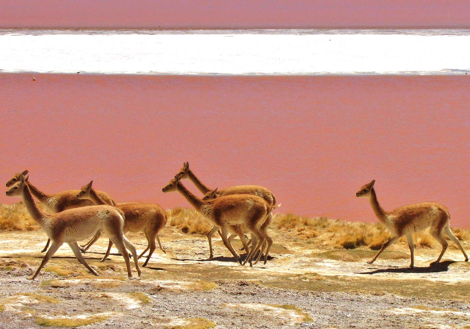 BRU & BRU - Exclusive Travel Designer - Chile-Bolivia - Travesia Explora Uyuni