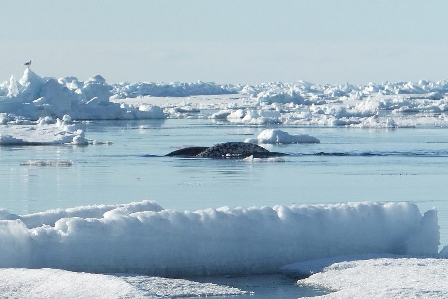 Bru & Bru agencia de viajes, OceanSky Cruises, vuelos en dirigible al Polo Norte